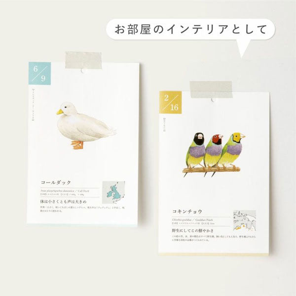 366日の誕生鳥カレンダー -世界の美しい鳥- いろは出版 GTH-01