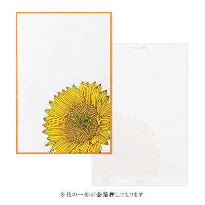 夏レター [はがき] 伊予和紙 6枚入り [全4種類] デザインフィル(ミドリ) 88732/3/4/5 ［M便 1/16］
