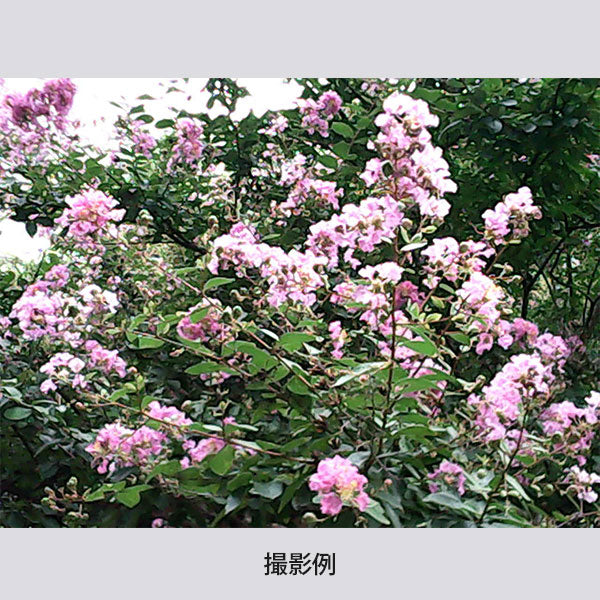 ESCURA レトロ１デジタルミニカメラ [全3色] シンシア AMZ10003