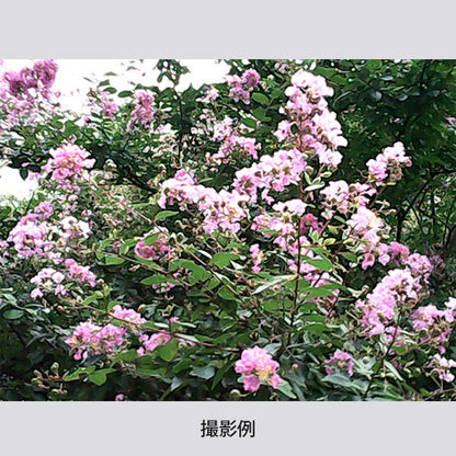 ESCURA レトロ１デジタルミニカメラ [全3色] シンシア AMZ10003