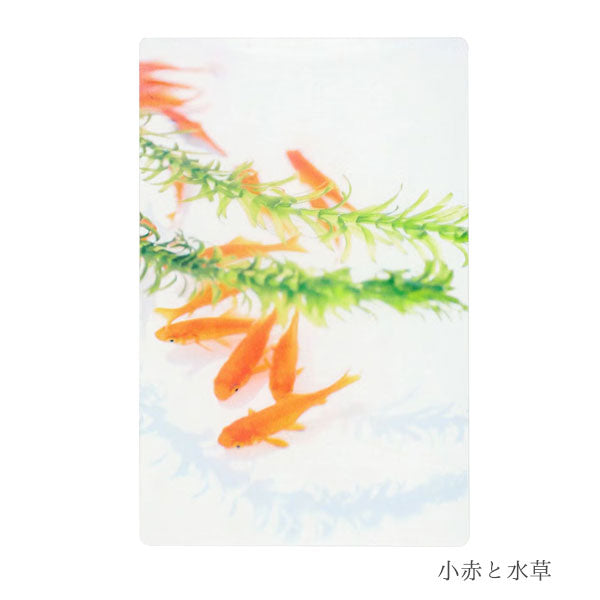 透明写真栞 [全5種] moments AND001 [M便 1/200]