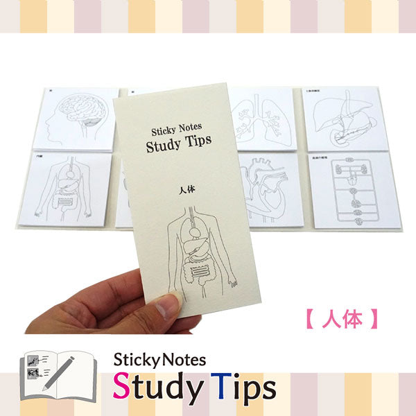 Sticky Note Study Tips【からだ】全3種 松浦紙器製作所 FS-SST003/6/8 [M便 1/6]