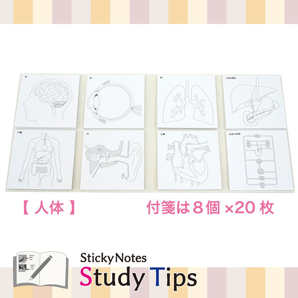 Sticky Note Study Tips【からだ】全3種 松浦紙器製作所 FS-SST003/6/8 [M便 1/6]