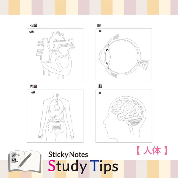 Sticky Note Study Tips【からだ】全3種 松浦紙器製作所 FS-SST003/6/8 [M便 1/6]