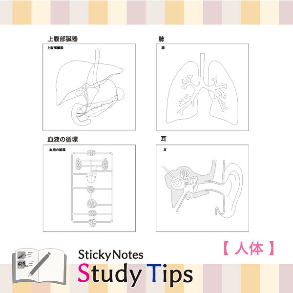 Sticky Note Study Tips【からだ】全3種 松浦紙器製作所 FS-SST003/6/8 [M便 1/6]