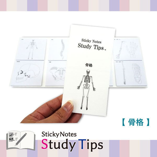 Sticky Note Study Tips【からだ】全3種 松浦紙器製作所 FS-SST003/6/8 [M便 1/6]