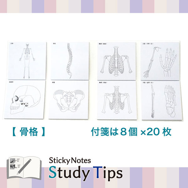 Sticky Note Study Tips【からだ】全3種 松浦紙器製作所 FS-SST003/6/8 [M便 1/6]