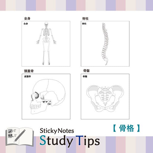 Sticky Note Study Tips【からだ】全3種 松浦紙器製作所 FS-SST003/6/8 [M便 1/6]