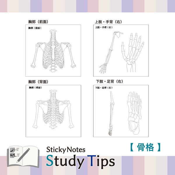 Sticky Note Study Tips【からだ】全3種 松浦紙器製作所 FS-SST003/6/8 [M便 1/6]