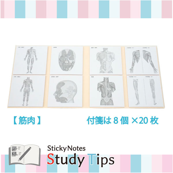 Sticky Note Study Tips【からだ】全3種 松浦紙器製作所 FS-SST003/6/8 [M便 1/6]