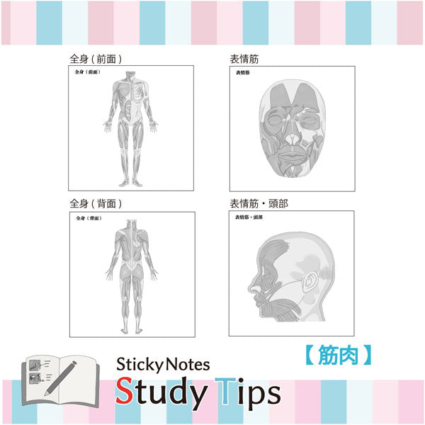 Sticky Note Study Tips【からだ】全3種 松浦紙器製作所 FS-SST003/6/8 [M便 1/6]