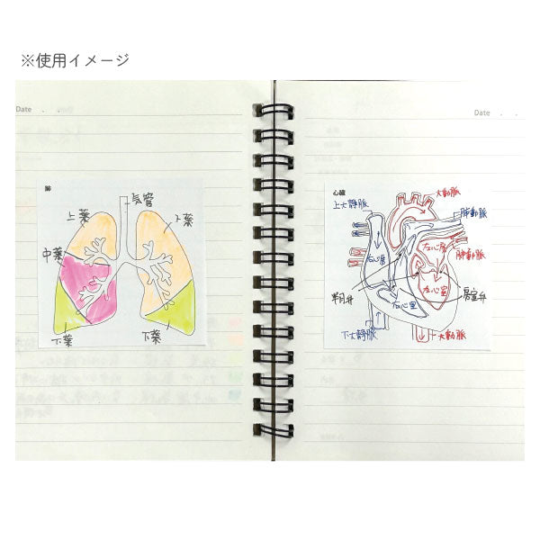 Sticky Note Study Tips【からだ】全3種 松浦紙器製作所 FS-SST003/6/8 [M便 1/6]