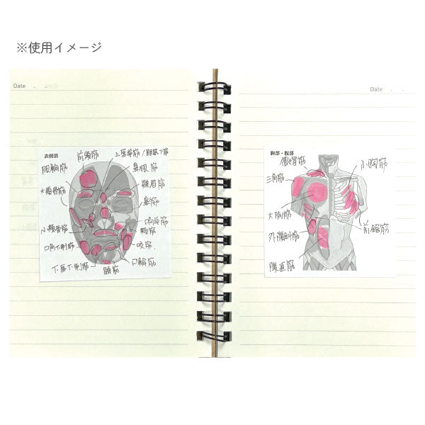 Sticky Note Study Tips【からだ】全3種 松浦紙器製作所 FS-SST003/6/8 [M便 1/6]